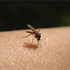 Mosquitoes