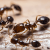 Ants