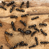 Carpenter Ants