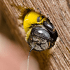 Carpenter Bees