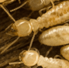 Termites